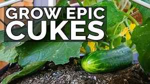 7 Essential Tips for Growing Cucumbers in Containers!