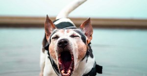 Beagle, berger australien, caniche... Voici les races de chiens qui aboient le plus !