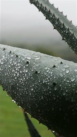 Rainy Day at Our Argentina Hunting Lodge | Pure Atmosphere