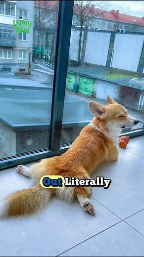 Why Dogs Sploot The Cutest Stretch With a Real Purpose 🐶💛