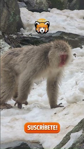 🐒Viven en la nieve… pero hacen algo inesperado ❄️😱 #datospertubadores #datoscurisos #animals #sabias