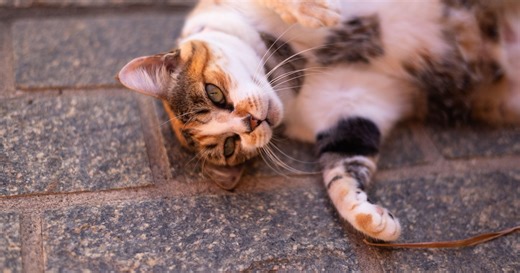 Stunning Calico Cat and Conure's Cuddles Are the Cure for Any Sadness