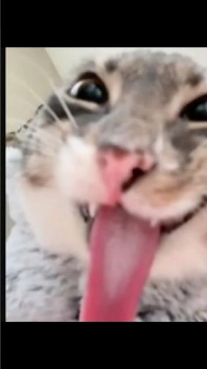 Dancing Cat Meme 😹 Funniest Cat Dance Compilation 2025 | Viral TikTok & Instagram Cat Memes