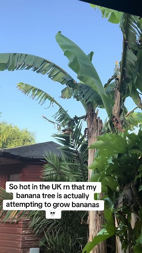 UK heatwave: banana tree trying to grow bananas — what’s happening?