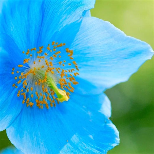 Himalayan Blue Poppy Seeds 100 Pcs – Meconopsis Rare Blue Perennial - Etsy