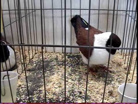 modena pigeons