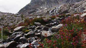 Wildflowers, next to a mountain stream, under a waterfall, in Bugaboo Provincial Park, British Columbia. Slowmo.
