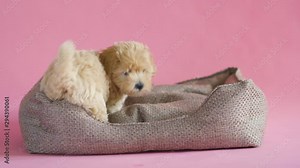 puppy dog is playing in its lair on a pink background