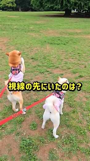 こんなに喜ばれたら嬉しい... #柴犬 #shibainu #犬のいる暮らし ＃癒し動画