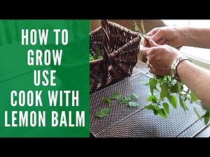 Lemon Balm How to grow, dry, use and cook with it