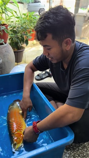 Arowana dah berumur sikit sikit terkesan tu biasa la , boleh di perbaik kita cuba baikkan #arowana #operationarowana #arowanamalaysia #grooming