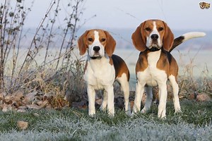 Scent hound - Alchetron, The Free Social Encyclopedia