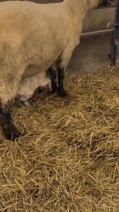 FINALLY!!!!🥙🥙🥙 #sheep #pita #triplets #farming #lambing #sheepishlyme | Sandi Brock - Sheepishly Me.