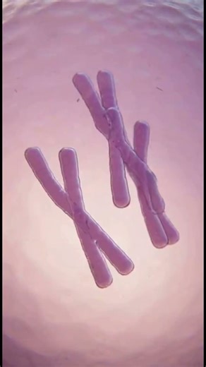 What Happens What Happens If Fertilization Happens Late? 😳 (3D Explained)