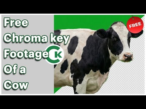 Cow Green Screen Footage – Free Chroma Key