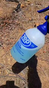 How I remove a yellow jacket nest using soap and water