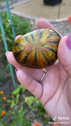 Growing Atomic Fusion Tomatoes: Tips for a Prolific Harvest