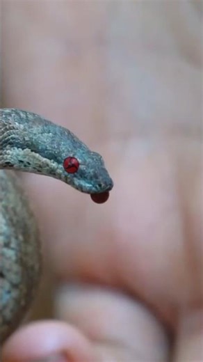 Bahamian pygmy boa - Ular dengan mata sharinggan