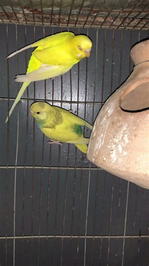 Buggies parrot 🦜 #youtubeshorts #birds #babyanimal #parrot #cute #shortvideo