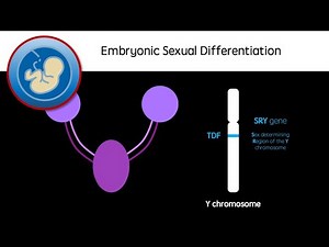 Embryonic Sexual Differentiation
