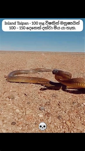 ලොව උග්‍රතම විෂ සර්පයන් 😰💀 #sinhala #horror #documentary #horrorstories #creepy #creepystories