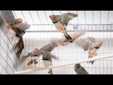The zebra finch sings