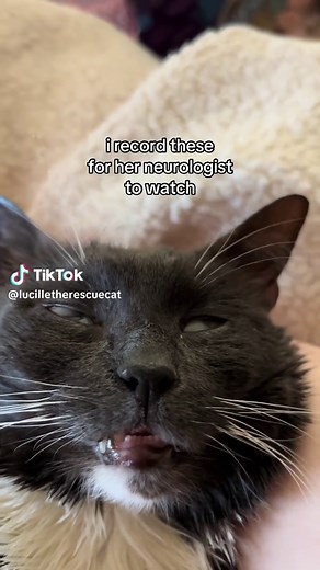Understanding Seizures in Cats: Granny Lu's Journey
