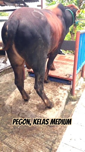 PEGON SUPER, Persiapan Idul Adha #lukmansuhandi #jualhewanqurban #sapi #sapigemuk #cow