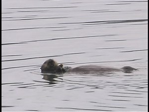 A beaver floats on his back.