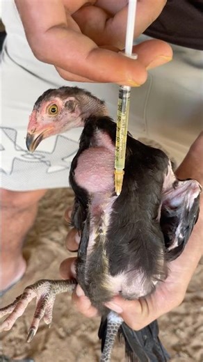 How to inject chickens with medicine #injection #chicken #youtubeshort