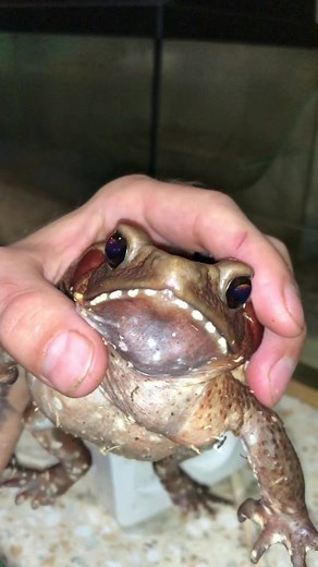 Interacting with a Toad: Close-Up Exploration