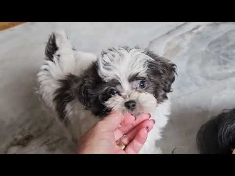 Giorgio, the blue Mi-Ki Puppy, is 8 weeks old