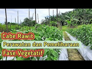 Perawatan dan pemeliharaan cabe rawit fase vegetatif