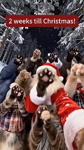 Two weeks till Christmas! | Gifs, Vids & Music Etc