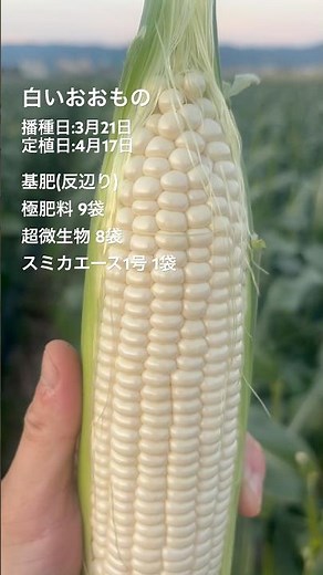 白いおおもの、3月21日に播種して4月17日に定植🌽 #とうもろこし