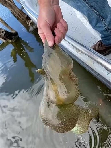 He pulled a strange “alien egg pod” out of the lake — and now authorities are warning the public 😳 What on earth is this thing?! 😱😱 👉 Check the first comment for the full story 👇 | Future Space World