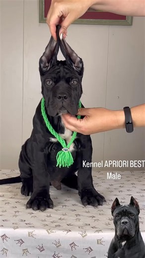 Cane Corso male #canecorsoeurope #pupies #canecorsogram #canecorsolovers #canecorsos #canecorsomania #canecorso #canecorsolover #canecorsousa #canecorsoofinstagram #canecorsoitaliano #canecorsopuppys #canecorsolove #canecorsobreeders #канекорсо #canecorsoclub #канекорсощенки #canecorsopuppies #canecorsopuppy #aprioribest #canecorsouk #канекорсоклуб #канекорсомосква #щенкиканекорсо | Cairo King | Facebook