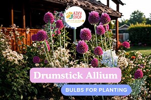 Drumstick Allium Bulbs | Summer Blooming Perennial | Purple Flowering Ornamental Onion | Garden Flower Bulbs - Etsy