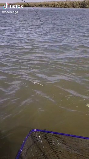 Fishing Techniques: Catching Fish with a Net