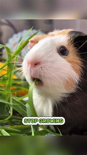 Why Do Guinea Pigs Eat ALL the Time?