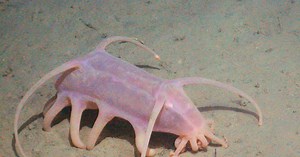 The Creature Feature: 10 Fun Facts About Sea Pigs