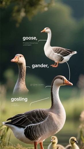 Goose Terminology