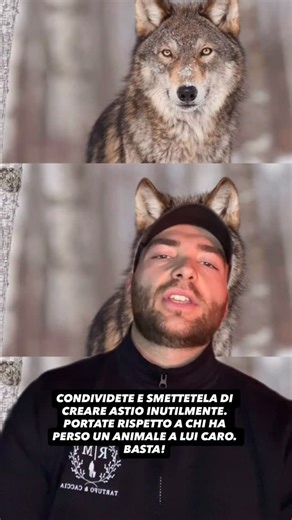 TartufoeCaccia on Instagram: "RIFLESSIONE SUL TEMA LUPO! La convivenza,mi viene da dire, c’è da trovarla soprattutto con chi ama e odia la caccia. Essendo una cosa legale, non c’è motivo di creare polemiche o insulti gratuiti. Portiamo rispetto a tutti, sempre. Da me si dice “ a ogni coion la su pasion “. #lupo #caccia #gestione"