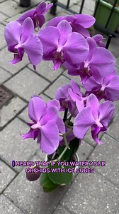 Would you water your orchids with ice cubes?🌸The practice of watering orchids with ice cubes is somewhat controversial, so should you do it? Some orchid growers may prefer the method for controlled water application (ice cubes melt slowly), prevention of crown rot, simplicity/convenience. But it's important to understand that ice cube watering also has cons. Like temperature stress/ shock, limited water volume, inconsistent water application.So, although there are pros, I do not recommend using