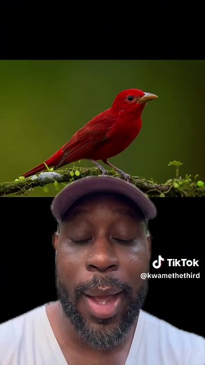 Exploring Summer Tanagers: Nature's Colorful Birds