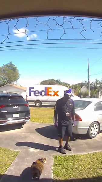 Fat cats 🐈 😻 #fyp #catsoftiktok #funnycats #cat #viral