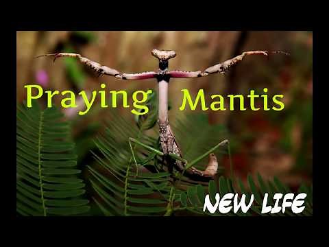 Huge Worm inside Praying Mantis - This is what happen when you put Praying Mantis in Water
