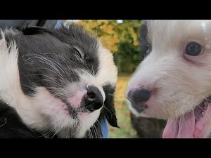 Hundewelpen beim Spielen