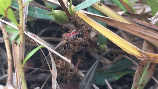 Invasive Crazy Ants Can Demolish Native Grasshoppers In Just 4 Hours – And That’s A “Serious Threat” To Conservation