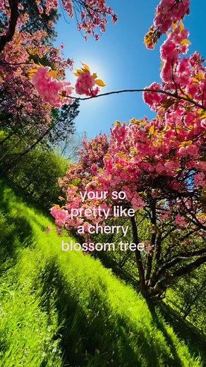 Learn to Draw a Beautiful Cherry Blossom Tree
